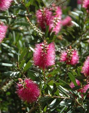 Fotografia 6 da espécie Callistemon citrinus no Jardim Botânico UTAD