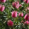 Fotografia 6 da espécie Callistemon citrinus do Jardim Botânico UTAD