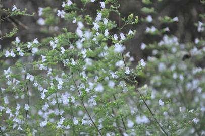 Fotografia da espécie Clinopodium nepeta