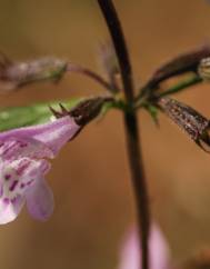 Clinopodium nepeta