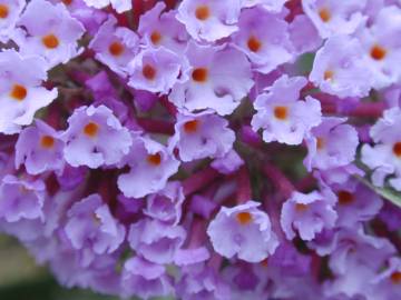 Fotografia da espécie Buddleja davidii