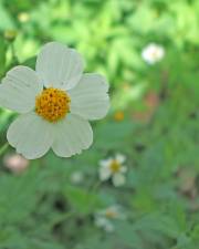 Fotografia da espécie Bidens pilosa