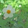 Fotografia 1 da espécie Bidens pilosa do Jardim Botânico UTAD