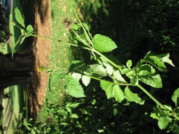 Fotografia da espécie Bidens pilosa