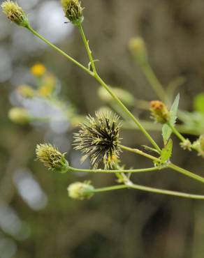 Fotografia 3 da espécie Bidens pilosa no Jardim Botânico UTAD