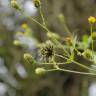 Fotografia 3 da espécie Bidens pilosa do Jardim Botânico UTAD