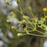 Fotografia 3 da espécie Bidens pilosa do Jardim Botânico UTAD