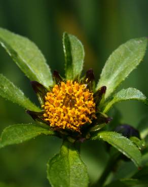 Fotografia 1 da espécie Bidens tripartita no Jardim Botânico UTAD