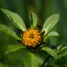 Fotografia 1 da espécie Bidens tripartita do Jardim Botânico UTAD