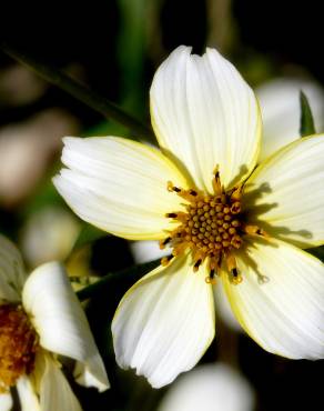 Fotografia 5 da espécie Bidens aurea no Jardim Botânico UTAD