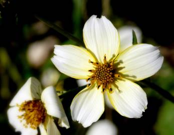 Fotografia da espécie Bidens aurea