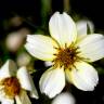 Fotografia 5 da espécie Bidens aurea do Jardim Botânico UTAD