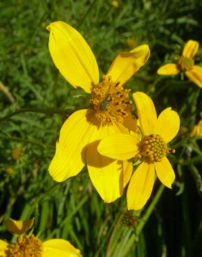 Fotografia 6 da espécie Bidens aurea no Jardim Botânico UTAD