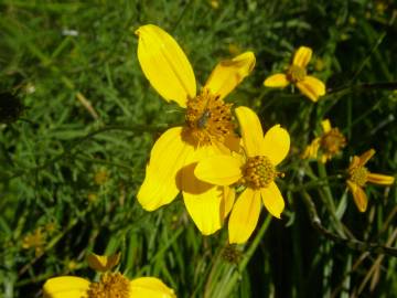 Fotografia da espécie Bidens aurea