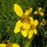 Fotografia 6 da espécie Bidens aurea do Jardim Botânico UTAD