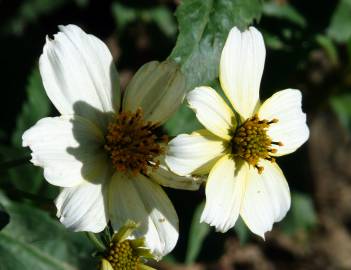 Fotografia da espécie Bidens aurea