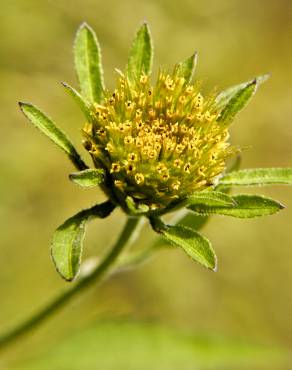 Fotografia 1 da espécie Bidens frondosa no Jardim Botânico UTAD