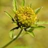 Fotografia 1 da espécie Bidens frondosa do Jardim Botânico UTAD