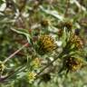 Fotografia 4 da espécie Bidens frondosa do Jardim Botânico UTAD