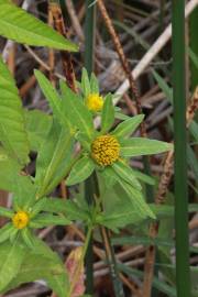 Fotografia da espécie Bidens frondosa