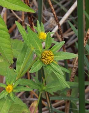 Fotografia 5 da espécie Bidens frondosa no Jardim Botânico UTAD