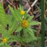 Fotografia 5 da espécie Bidens frondosa do Jardim Botânico UTAD