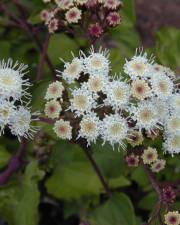 Fotografia da espécie Ageratina adenophora