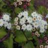 Fotografia 1 da espécie Ageratina adenophora do Jardim Botânico UTAD