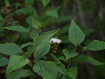 Fotografia da espécie Ageratina adenophora