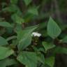 Fotografia 3 da espécie Ageratina adenophora do Jardim Botânico UTAD