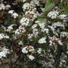 Fotografia 4 da espécie Ageratina adenophora do Jardim Botânico UTAD