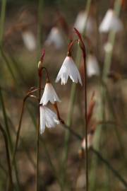 Fotografia da espécie Acis autumnalis