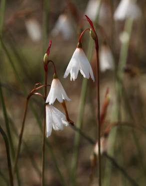 Fotografia 3 da espécie Acis autumnalis no Jardim Botânico UTAD