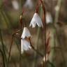 Fotografia 3 da espécie Acis autumnalis do Jardim Botânico UTAD