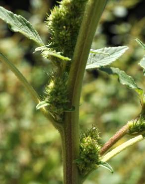 Fotografia 3 da espécie Amaranthus retroflexus no Jardim Botânico UTAD