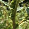 Fotografia 3 da espécie Amaranthus retroflexus do Jardim Botânico UTAD