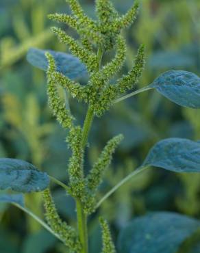 Fotografia 4 da espécie Amaranthus retroflexus no Jardim Botânico UTAD
