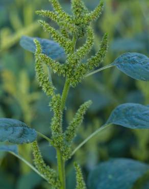 Fotografia 4 da espécie Amaranthus retroflexus no Jardim Botânico UTAD