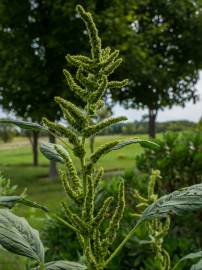 Fotografia da espécie Amaranthus retroflexus