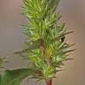 Fotografia 2 da espécie Amaranthus hybridus do Jardim Botânico UTAD