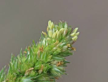 Fotografia da espécie Amaranthus hybridus