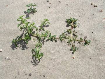 Fotografia da espécie Amaranthus blitoides