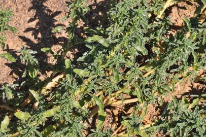 Fotografia da espécie Amaranthus blitoides