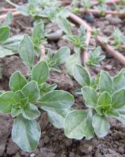 Fotografia da espécie Amaranthus blitoides