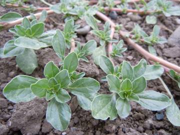 Fotografia da espécie Amaranthus blitoides