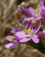 Centaurium tenuiflorum