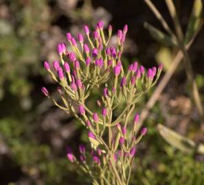 Fotografia da espécie Centaurium tenuiflorum