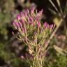 Fotografia 3 da espécie Centaurium tenuiflorum do Jardim Botânico UTAD