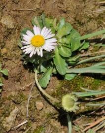 Fotografia da espécie Bellis perennis