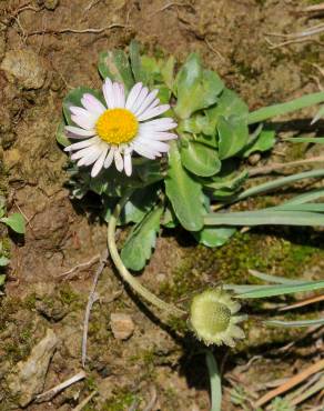 Fotografia 7 da espécie Bellis perennis no Jardim Botânico UTAD